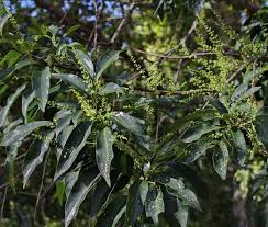 Attēlu rezultāti vaicājumam “Euura acutifoliae”