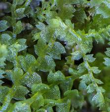 Attēlu rezultāti vaicājumam “Leiocolea heterocolpos”