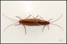 Attēlu rezultāti vaicājumam “Chaetopteryx villosa”