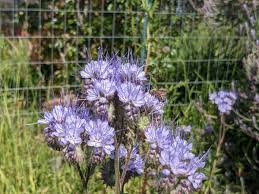 Image result for Phacelia