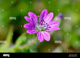 Attēlu rezultāti vaicājumam “Geranium molle flower”