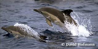 Image result for Delphinus delphis