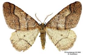 Attēlu rezultāti vaicājumam “Agriopis marginaria”