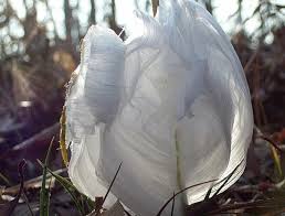 Attēlu rezultāti vaicājumam “Frost Flowers”
