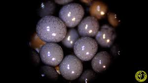 Attēlu rezultāti vaicājumam “Cribraria argillacea macro”