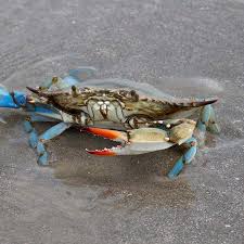 Image result for Callinectes sapidus