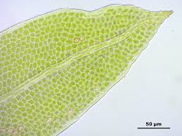 Attēlu rezultāti vaicājumam “Fissidens pusillus”