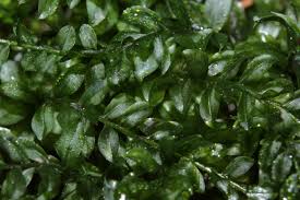 Attēlu rezultāti vaicājumam “Plagiomnium affine”