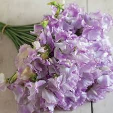 Image result for Ildblomkarse