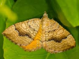 Attēlu rezultāti vaicājumam “Camptogramma bilineata”