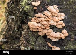 Attēlu rezultāti vaicājumam “Panellus stipticus”