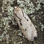 Attēlu rezultāti vaicājumam “Semioscopis avellanella”