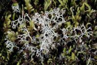 Attēlu rezultāti vaicājumam “Cladonia ciliata”