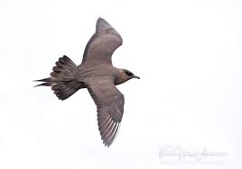 Attēlu rezultāti vaicājumam “Stercorarius parasiticus”