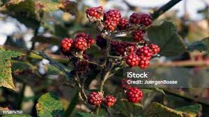 Attēlu rezultāti vaicājumam “Atriplex patula fruit”