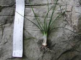 Attēlu rezultāti vaicājumam “Isoetes echinospora leaf”