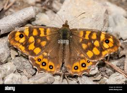 Attēlu rezultāti vaicājumam “Lasiommata megera”