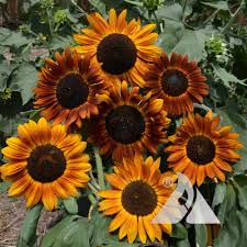 Image result for Helianthus annuus
