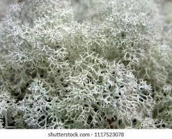 Attēlu rezultāti vaicājumam “Cladonia stellaris”