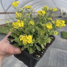 Image result for Alyssum saxatile