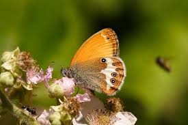 Attēlu rezultāti vaicājumam “Coenonympha arcania underside”