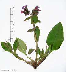 Attēlu rezultāti vaicājumam “Pulmonaria obscura leaf”