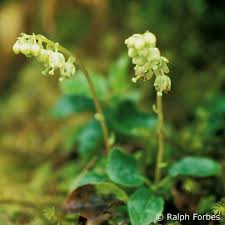 Attēlu rezultāti vaicājumam “Orthilia secunda”