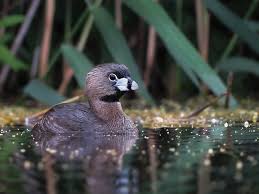 Image result for Podilymbus podiceps