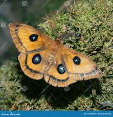 Attēlu rezultāti vaicājumam “Aglia tau”