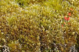 Attēlu rezultāti vaicājumam “Campylopus introflexus”