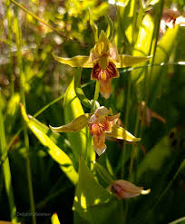Attēlu rezultāti vaicājumam “Epirranthis diversata upperside”