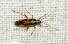 Attēlu rezultāti vaicājumam “Thecabius affinis imago”