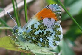 Attēlu rezultāti vaicājumam “Anthocharis cardamines underside”