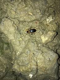 Attēlu rezultāti vaicājumam “Asaphidion pallipes”