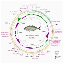 Image result for Pseudocaranx dentex