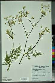 Attēlu rezultāti vaicājumam “Anthriscus”