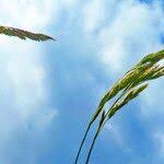 Attēlu rezultāti vaicājumam “Carex digitata leaf”