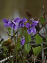 Attēlu rezultāti vaicājumam “Viola uliginosa”