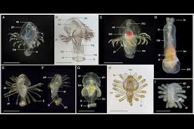 Attēlu rezultāti vaicājumam “Phronia sp. larva”