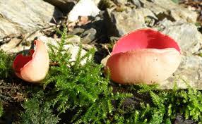 Attēlu rezultāti vaicājumam “Sarcoscypha austriaca”