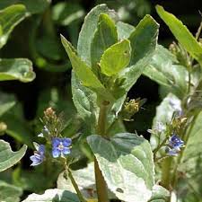 Attēlu rezultāti vaicājumam “Veronica beccabunga leaf”