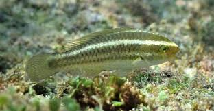 Image result for Scarus rubroviolaceus