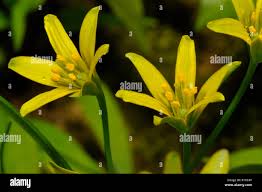 Attēlu rezultāti vaicājumam “Gagea lutea flower”