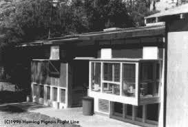 Image result for Meridian Racing Pigeon Lofts