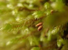 Attēlu rezultāti vaicājumam “Antitrichia curtipendula macro”