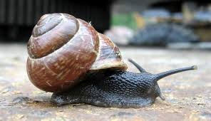 Attēlu rezultāti vaicājumam “Arianta arbustorum”