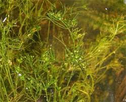 Attēlu rezultāti vaicājumam “Nitella flexilis”