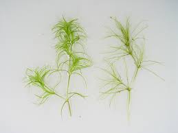 Attēlu rezultāti vaicājumam “Najas major leaf”