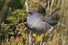 Image result for Sylvia sarda