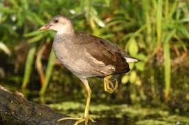 Attēlu rezultāti vaicājumam “Gallinula chloropus adult”